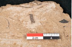 Foto (Detailansicht) von Sequoia hardtii Endl. (NHMW-GEO-2024-0188-8254)